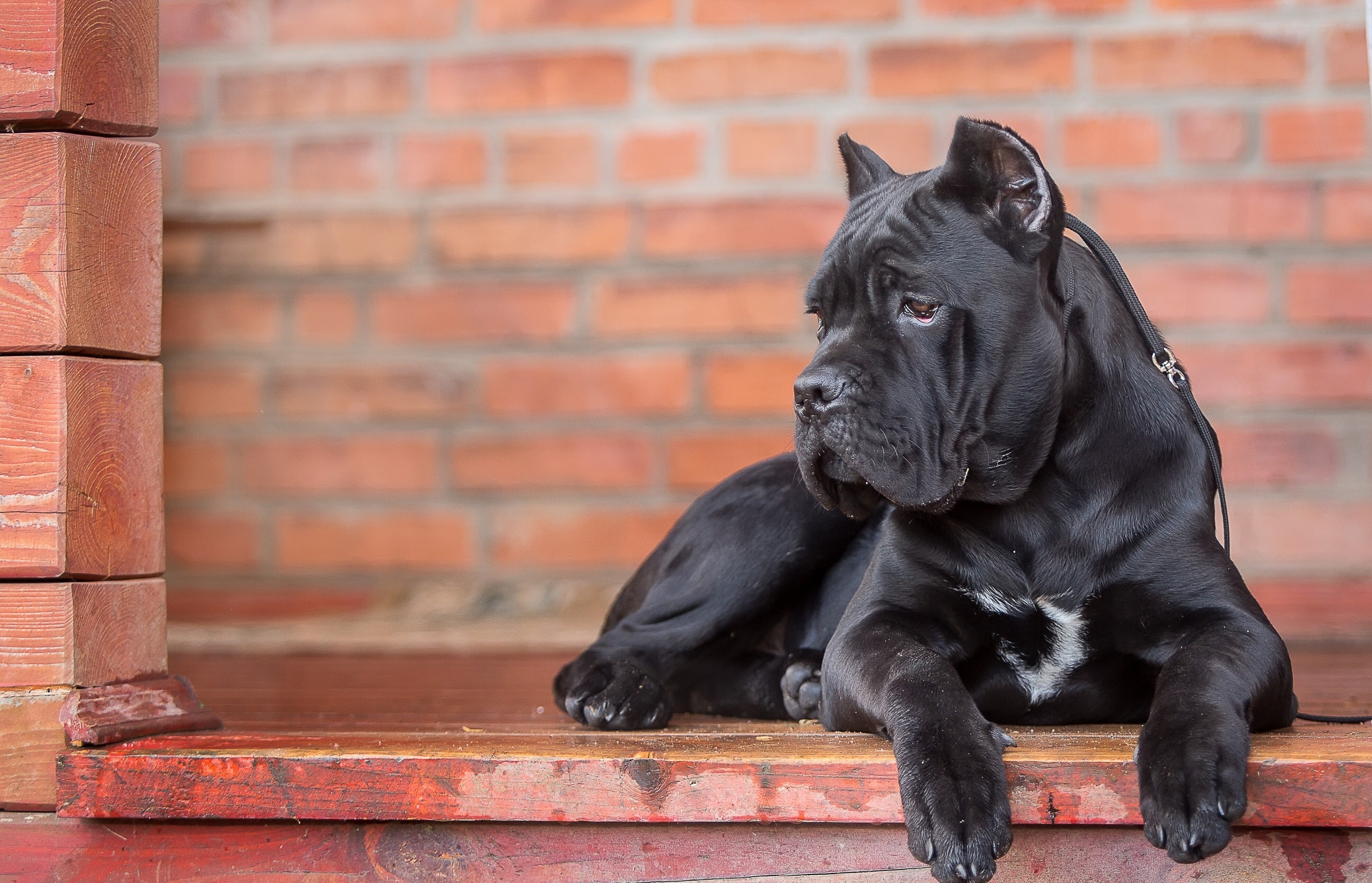 black cane corso dog resting