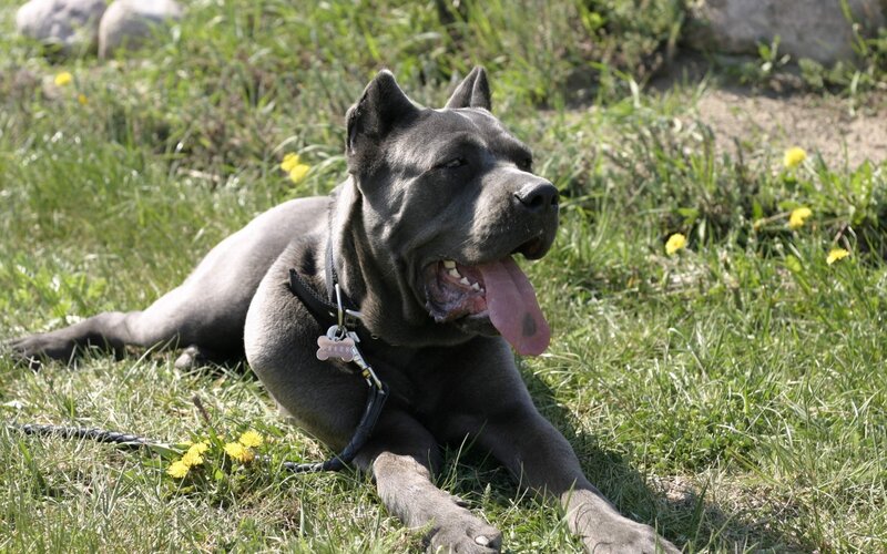 Black Cane Corso Dog