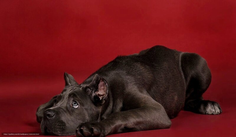 Black Cane Corso Puppy — Red, Calm, Photograph