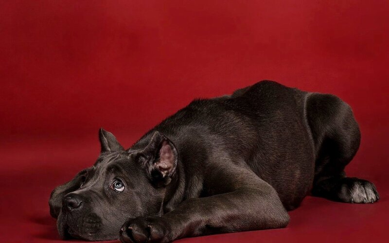 Black Cane Corso Puppy