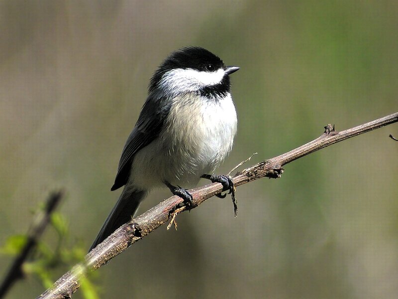Black-capped Chickadee — Black, Calm, Morning