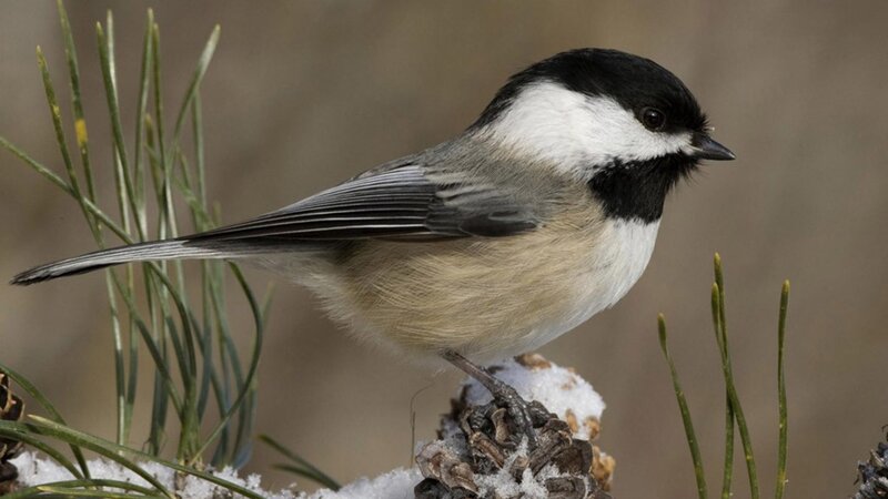 Black-capped Chickadee — Black, Calm