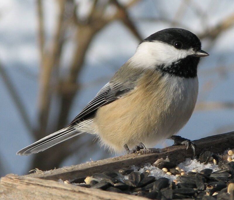 Black-capped Chickadee — Black, Calm, Winter