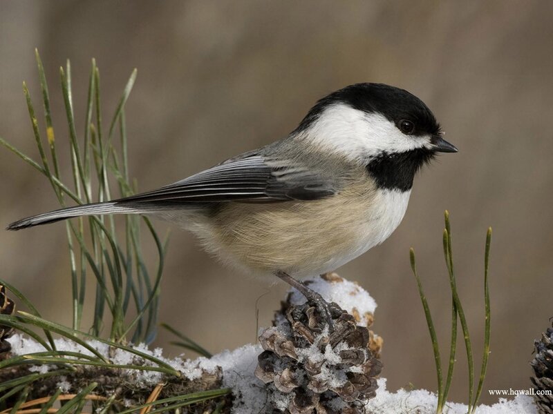 Black-capped Chickadee — Black