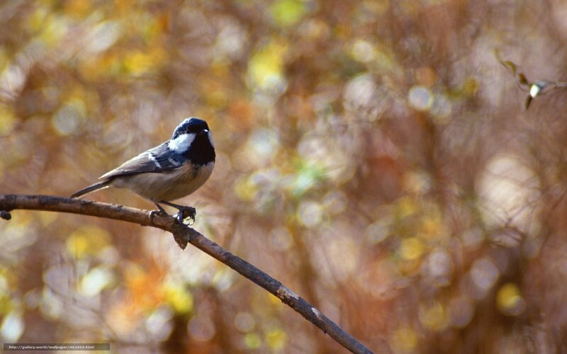 Black-capped Chickadee — Brown, Calm, Autumn, Photograph
