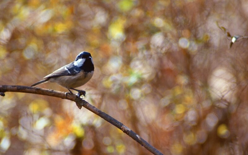 Black-capped Chickadee — Brown, Calm, Autumn