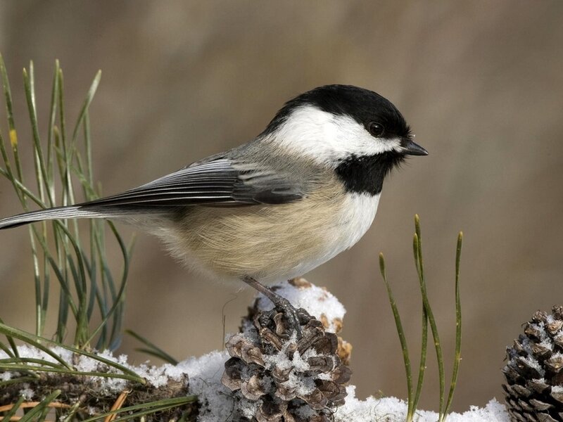 Black-capped Chickadee — Brown