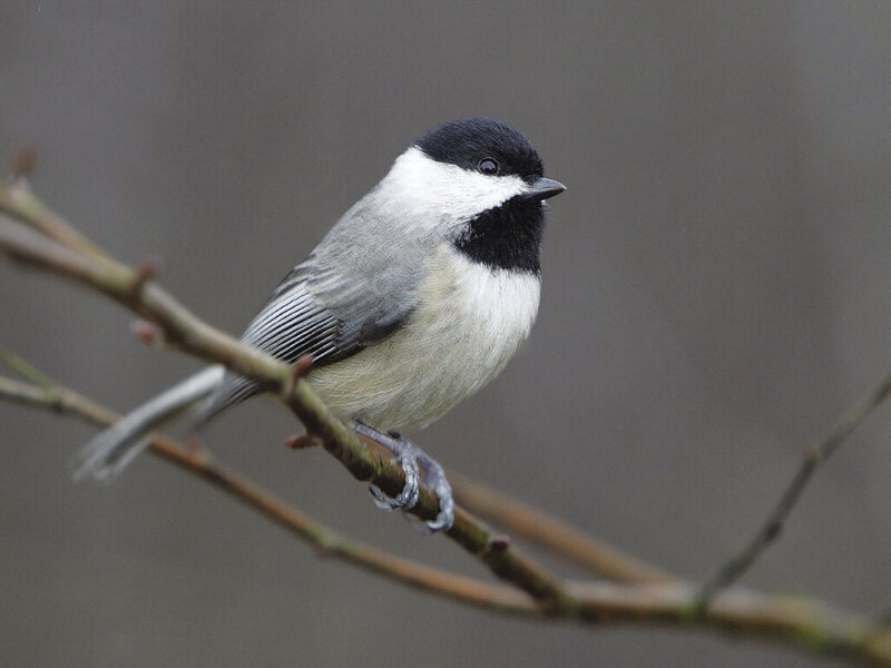 Black-capped Chickadee — Gray, Calm