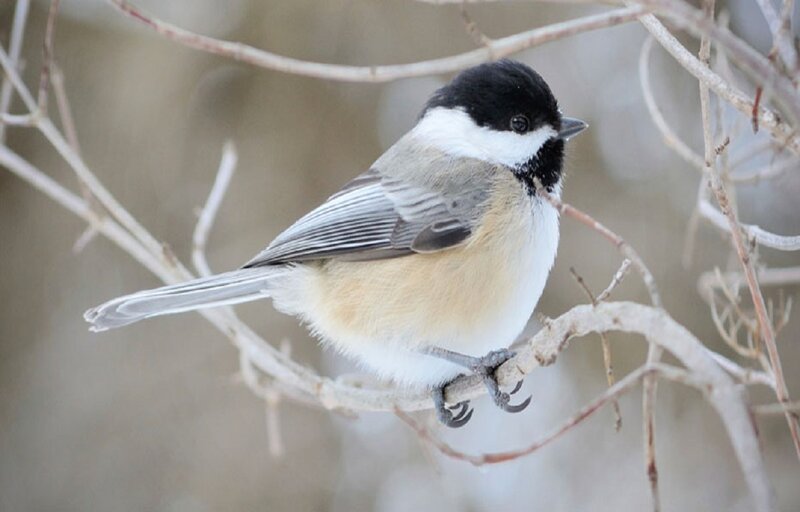 Black-capped Chickadee — Gray, Calm, Winter, Photograph