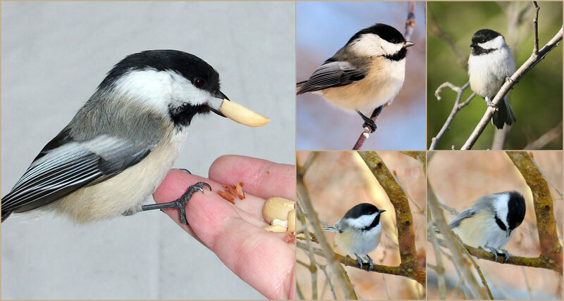 Black-capped Chickadee — Gray, Calm, Winter