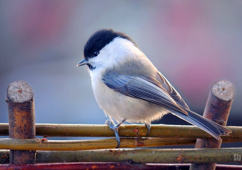 Black-capped Chickadee — Gray