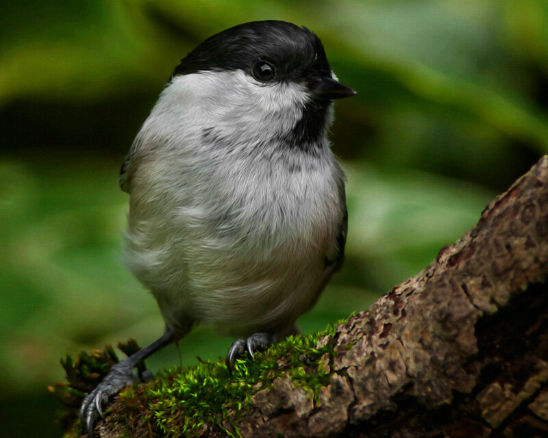 Black-capped Chickadee — Green, Calm, Photograph, Moss
