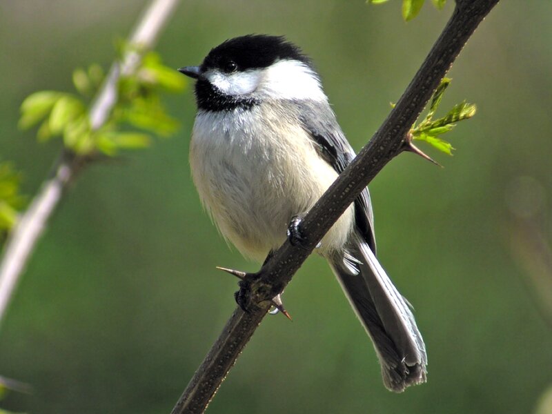 Black-capped Chickadee — Green, Calm, Spring, Photograph