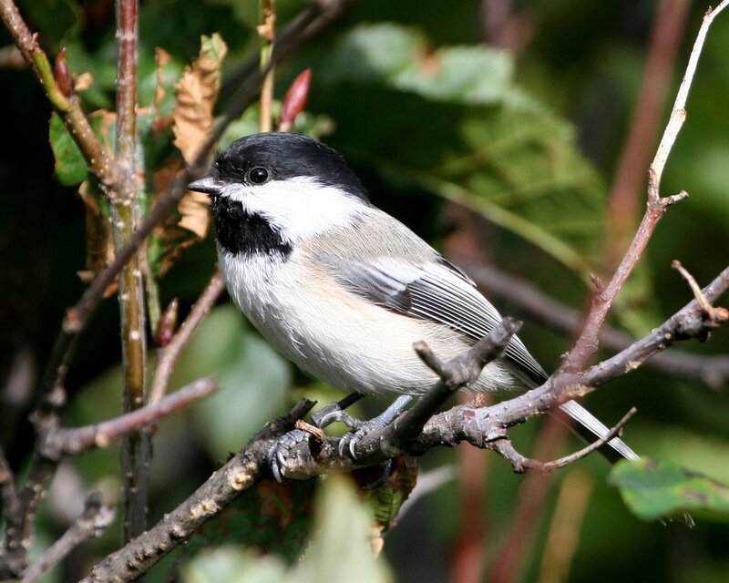Black-capped Chickadee — Green, Calm, Spring