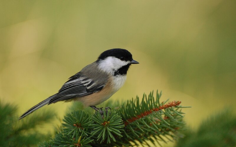 Black-capped Chickadee — Green, Calm