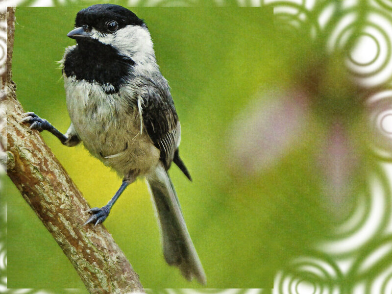 Black-capped Chickadee — Green, Natural