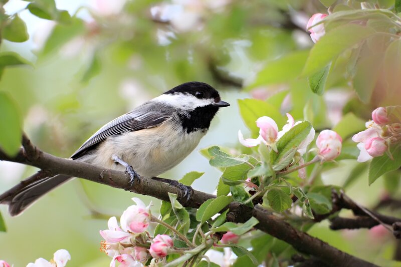 Black-capped Chickadee — Green, Serene