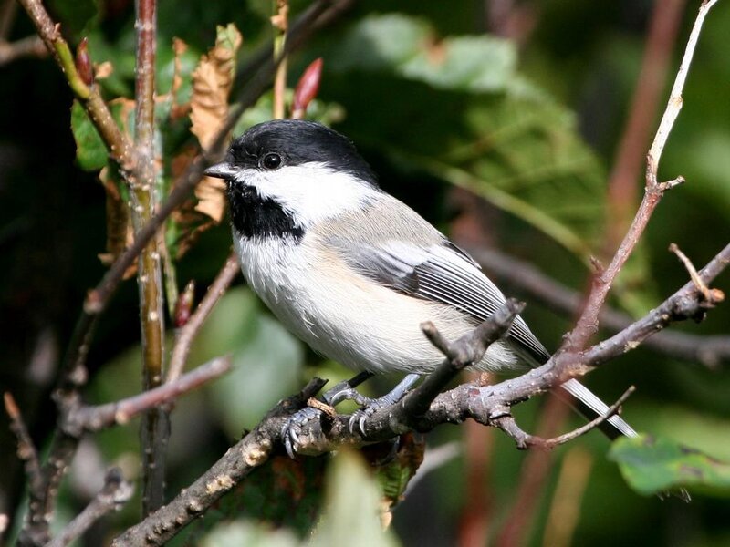 Black-capped Chickadee — Green