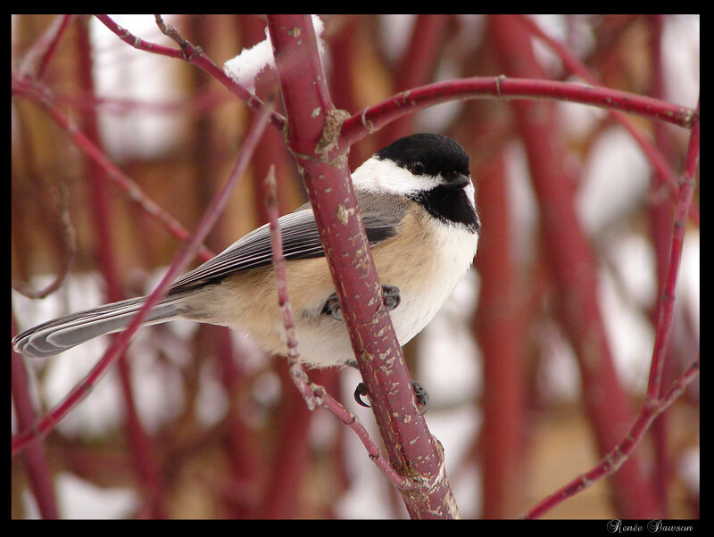 Black-capped Chickadee — Red