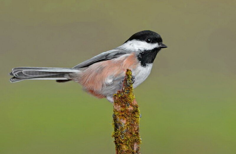 Black-capped Chickadee