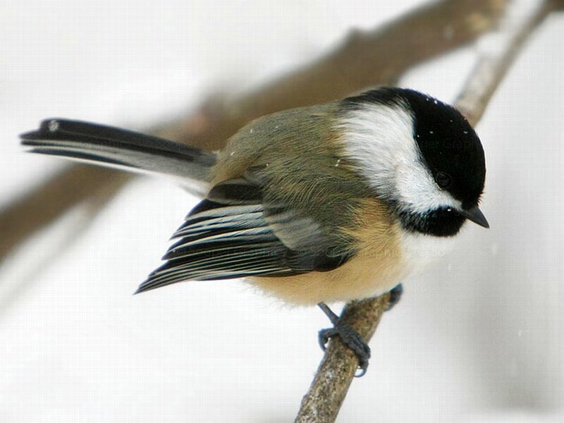 Black-capped Chickadee — White, Calm
