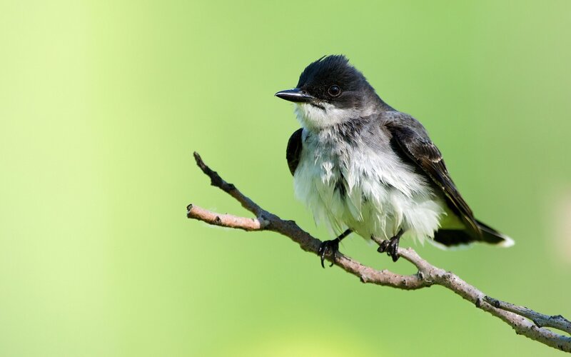 Black-capped Flycatcher — Green, Calm, Morning