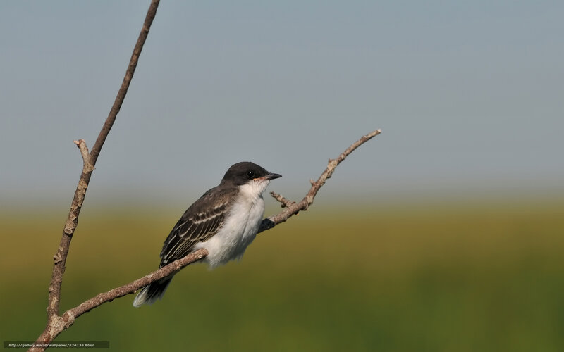 Black-capped Flycatcher — Green