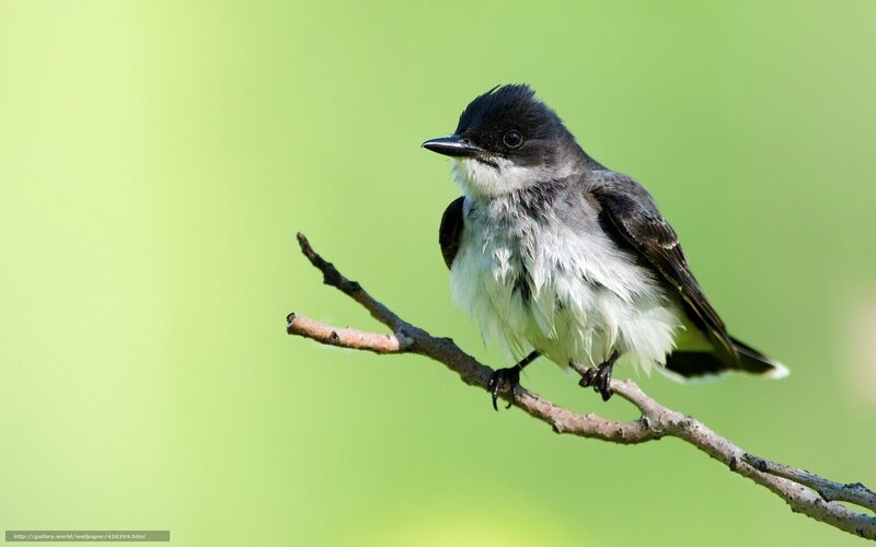 Black-capped Flycatcher