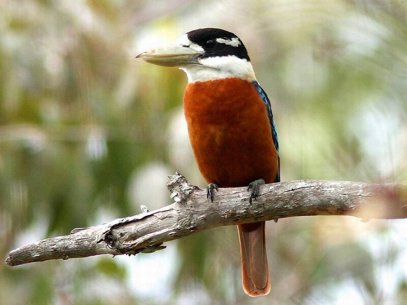 Black-capped Kingfisher