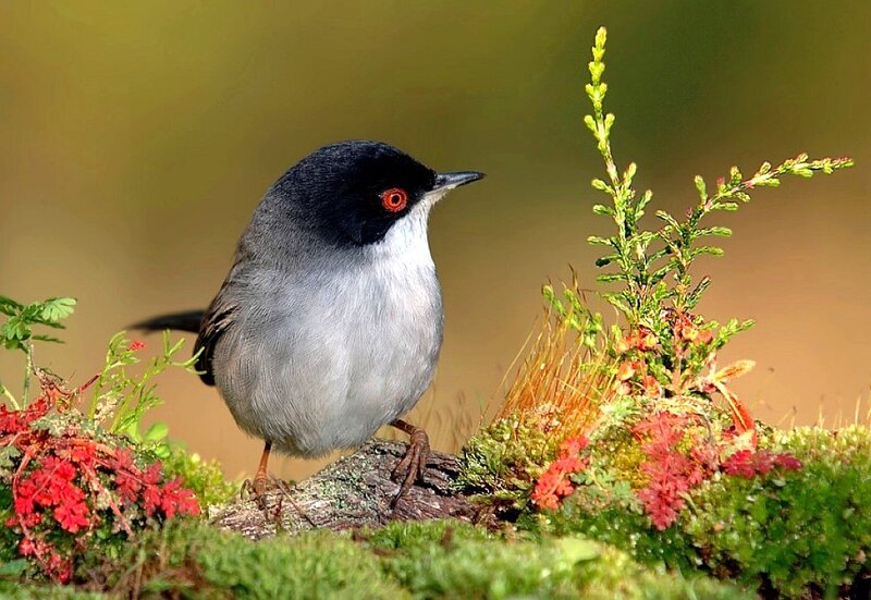 Black-capped warbler on mossy log