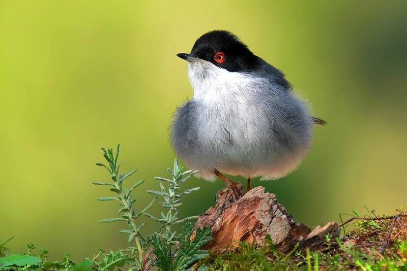 Black-capped warbler perched