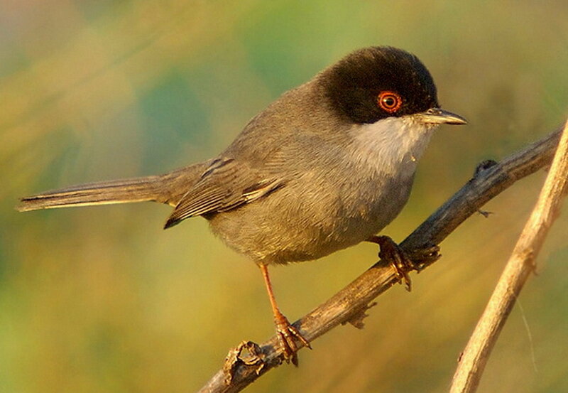 Black-capped Warbler