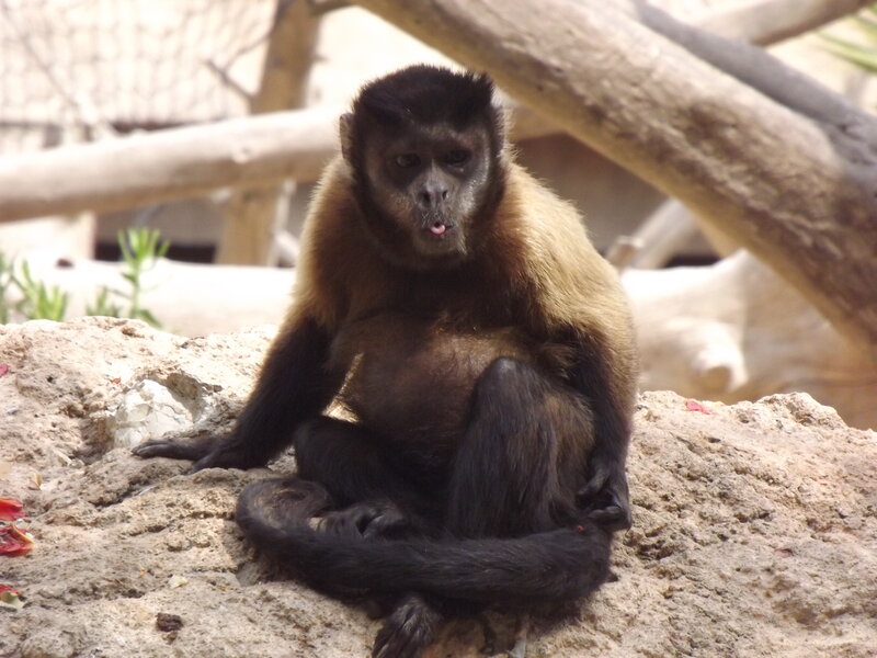 Black Capuchin Monkey — Brown