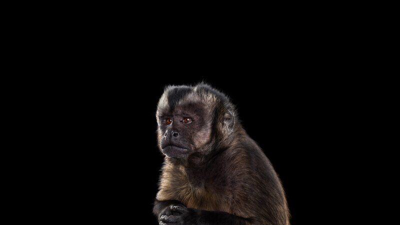 Black Capuchin Monkey — Dramatic