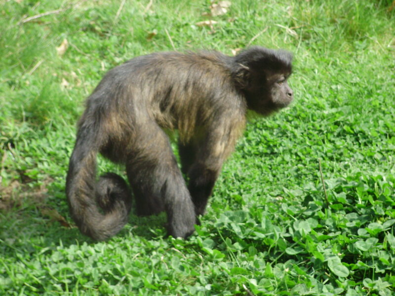 Black Capuchin Monkey — Green