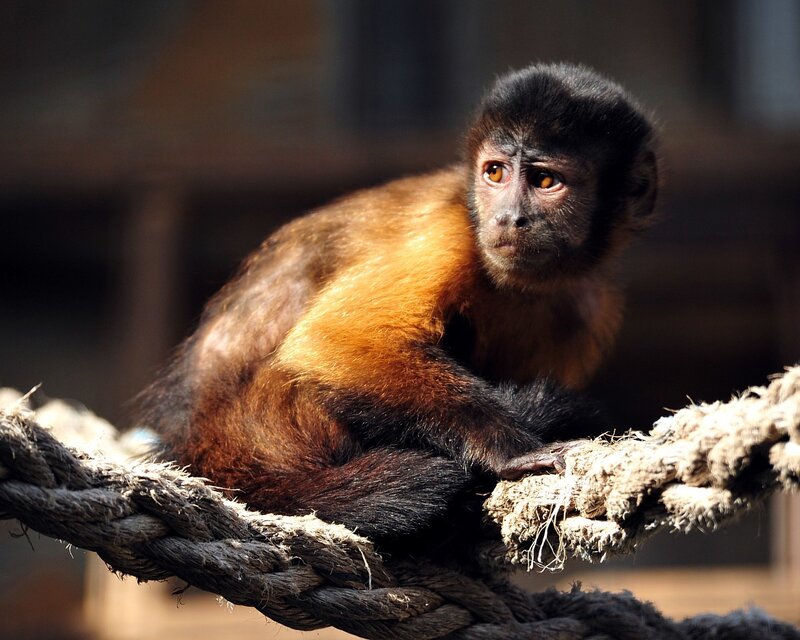 Black Capuchin Monkey