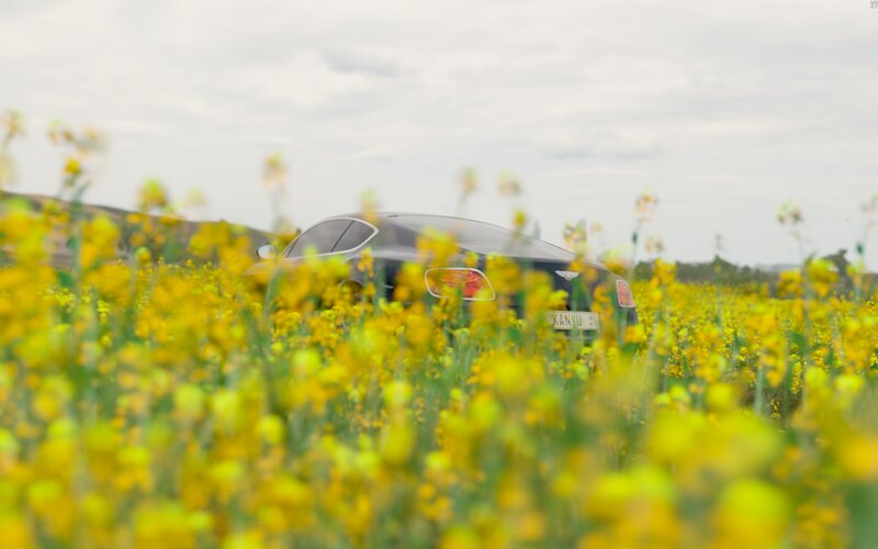 Black Car in Flower Field