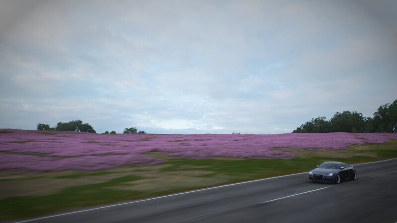 Black Car on Road — Purple