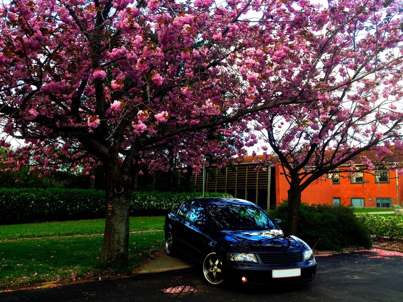 Black car under cherry blossom tree