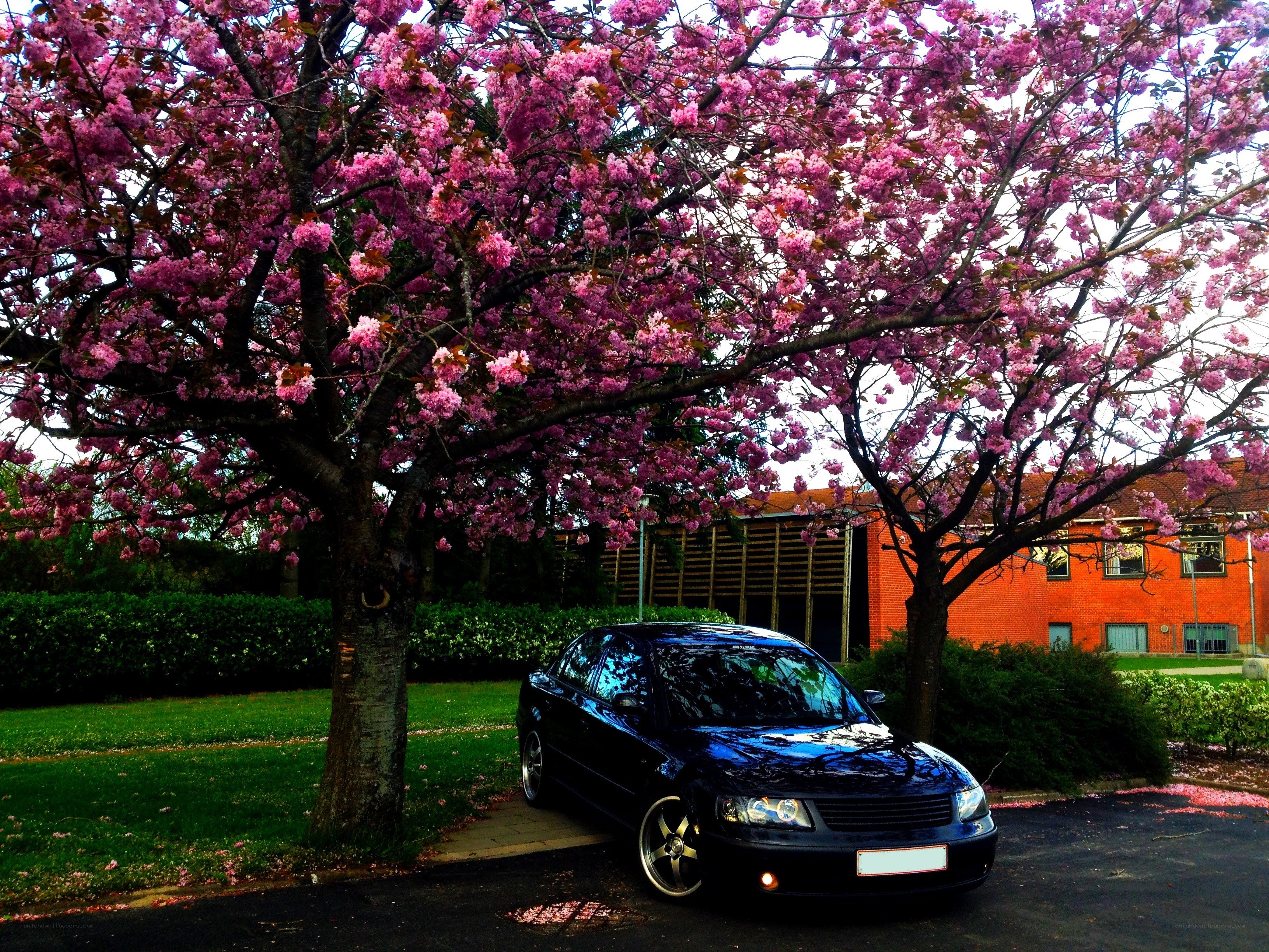 Black car under cherry blossom tree