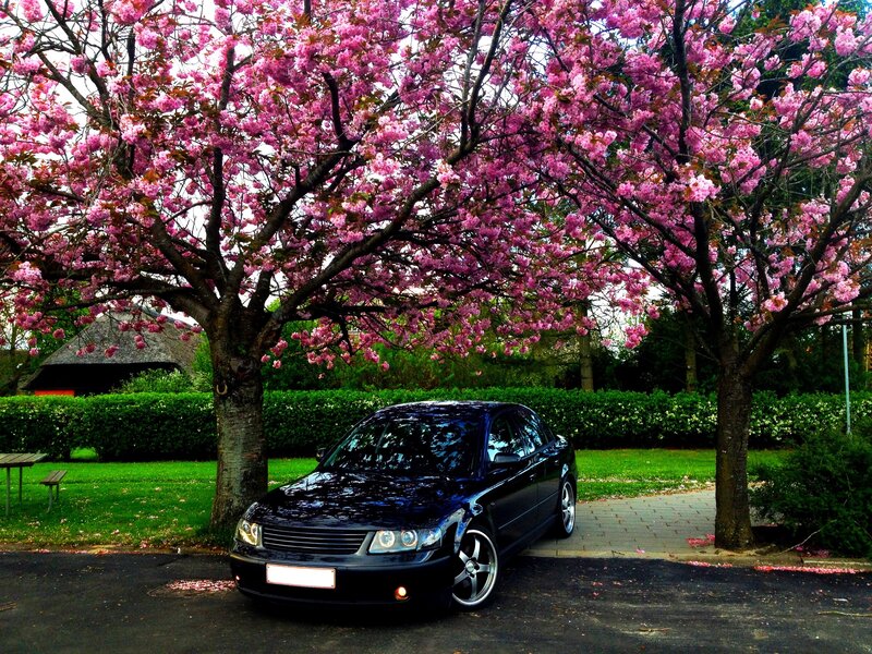 Black car under cherry blossoms