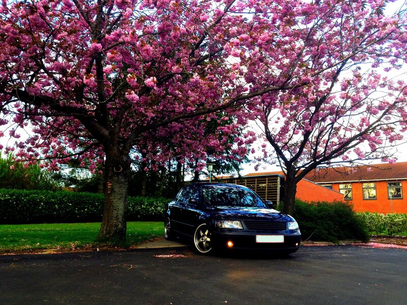 Black Car under Cherry Tree