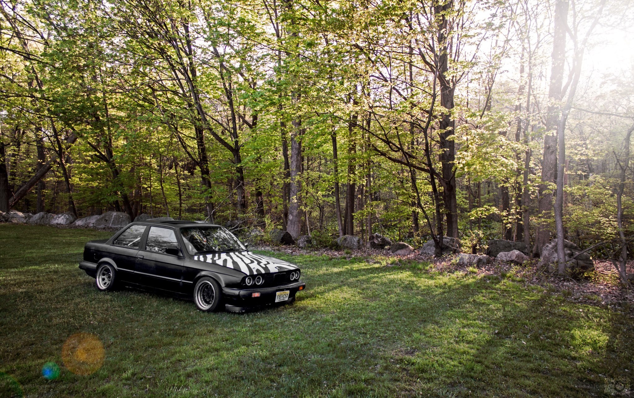 Black car with zebra stripes in forest