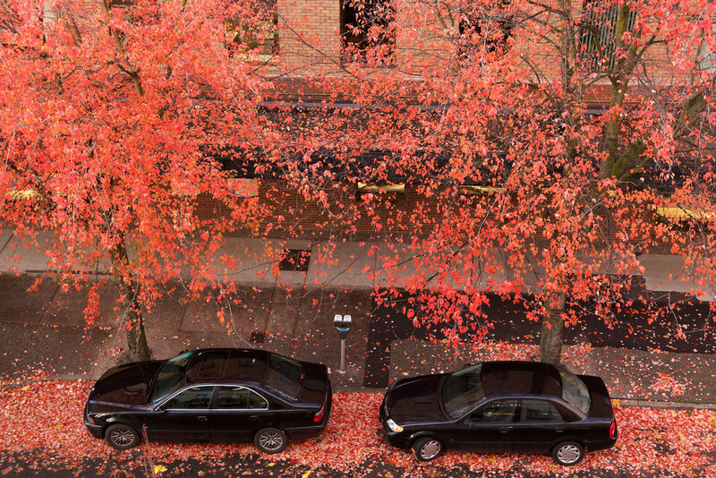 Black Cars under Trees