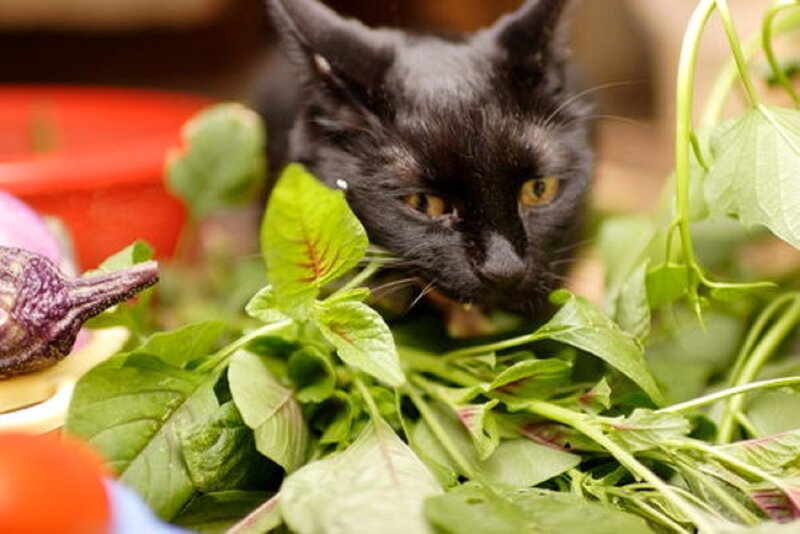 Black Cat Among Greens