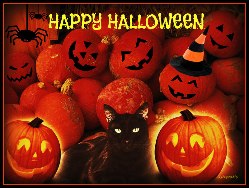 Black Cat Among Pumpkins — Orange