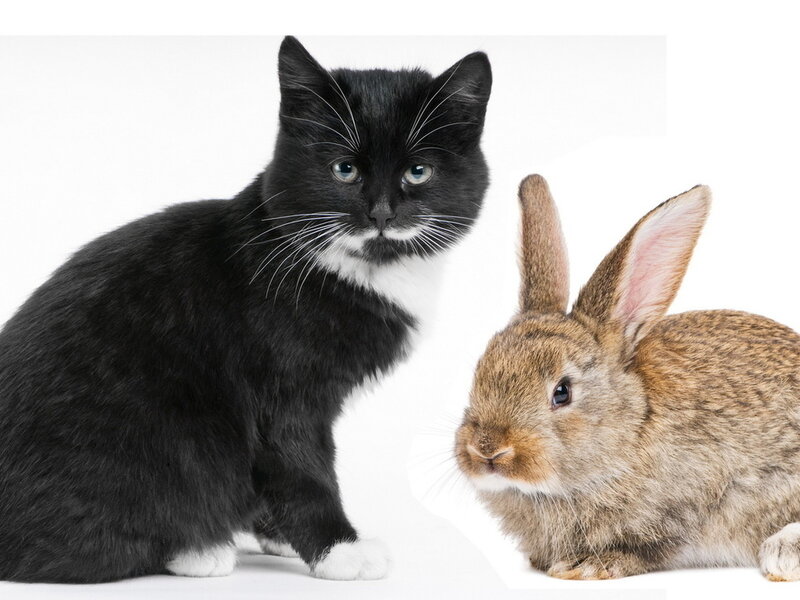 Black Cat and Brown Rabbit — Neutral