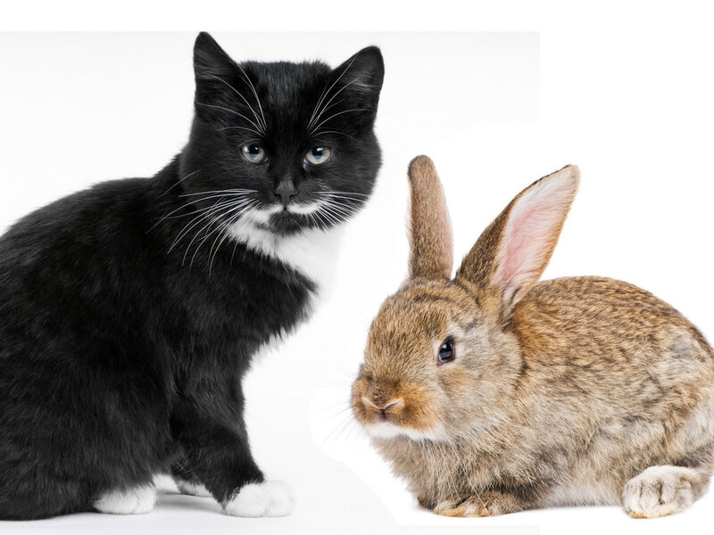 Black Cat and Brown Rabbit