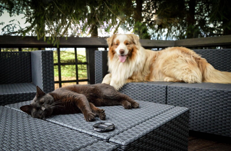 Black Cat and Dog — Gray