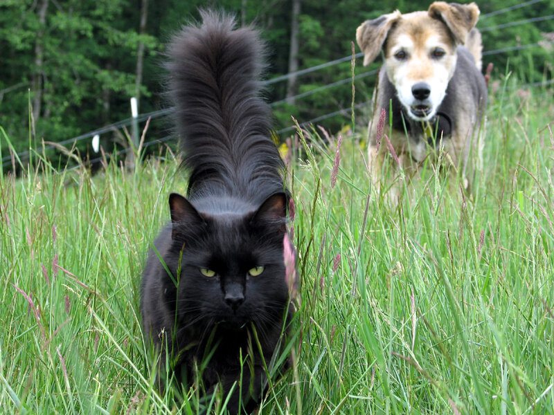 Black Cat and Dog in Field